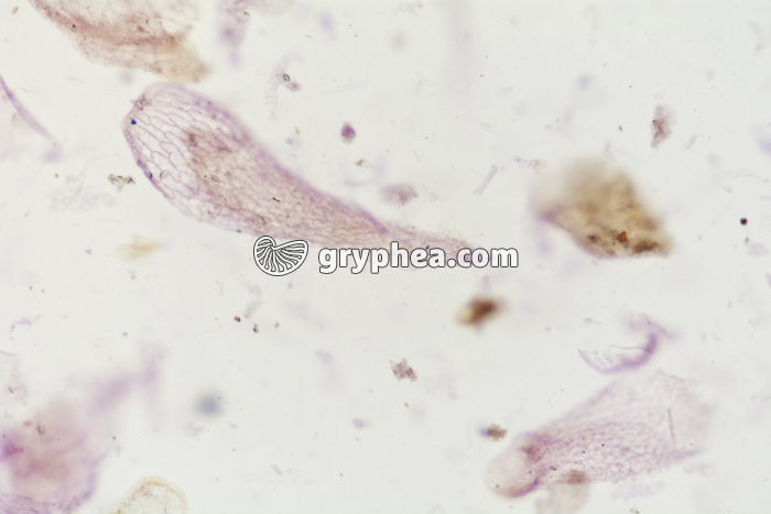 Tourbe x25 - gryphea.com